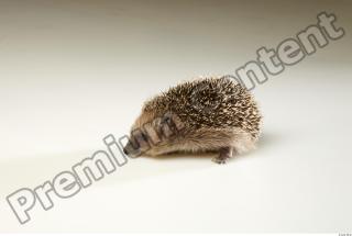 Hedgehog - Erinaceus europaeus  0004